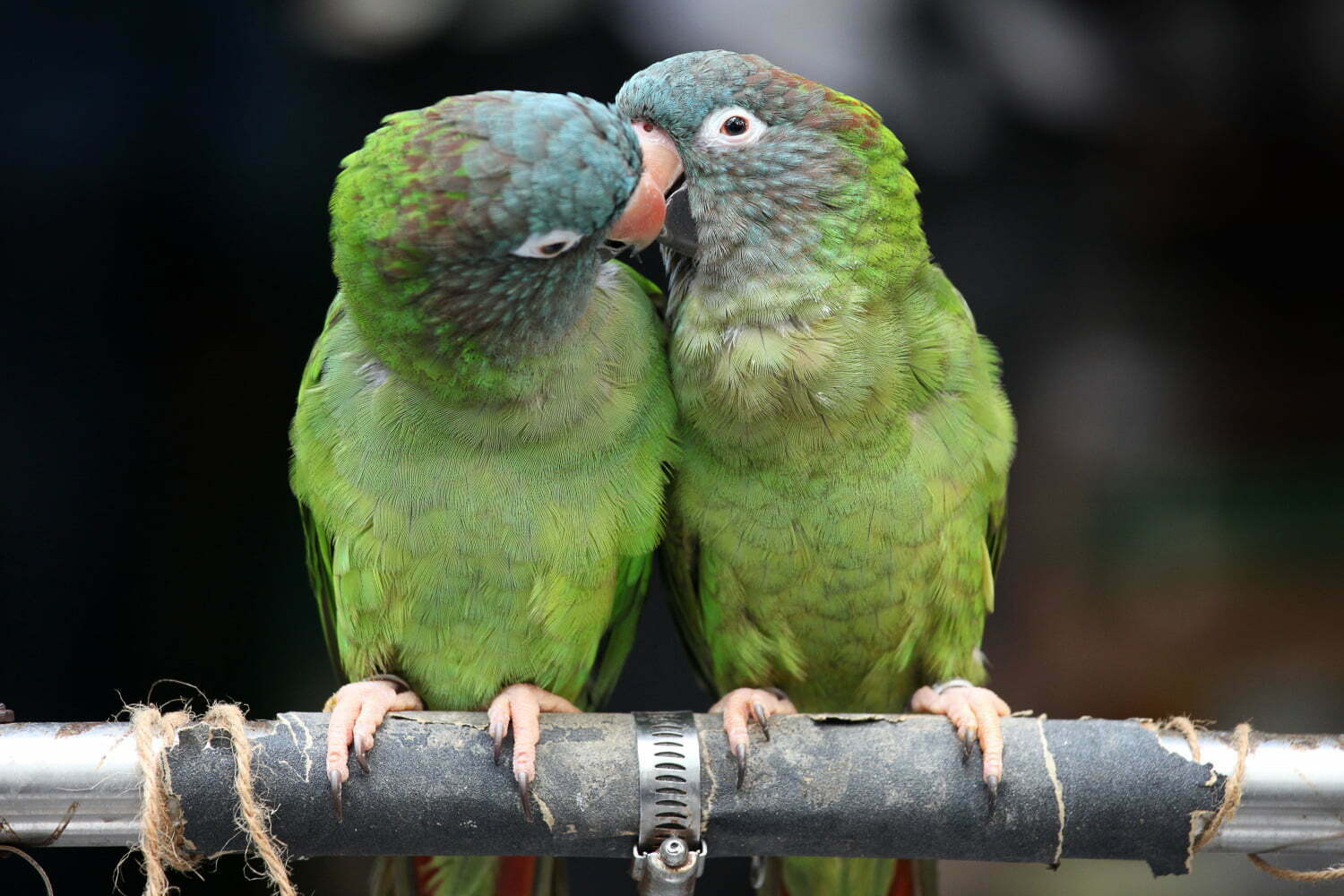 Never Kiss A Parrot 1