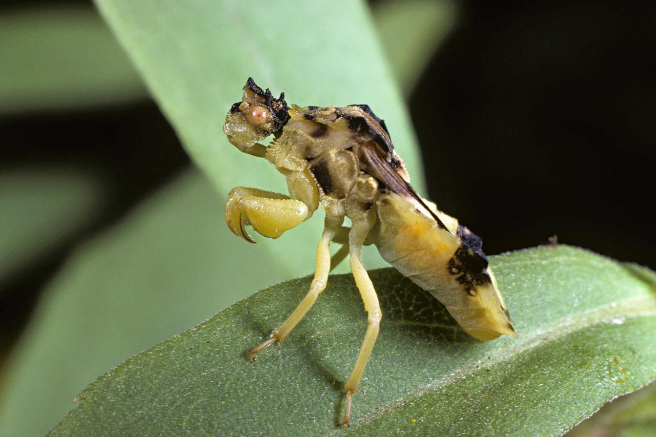 Insects of Central America 1