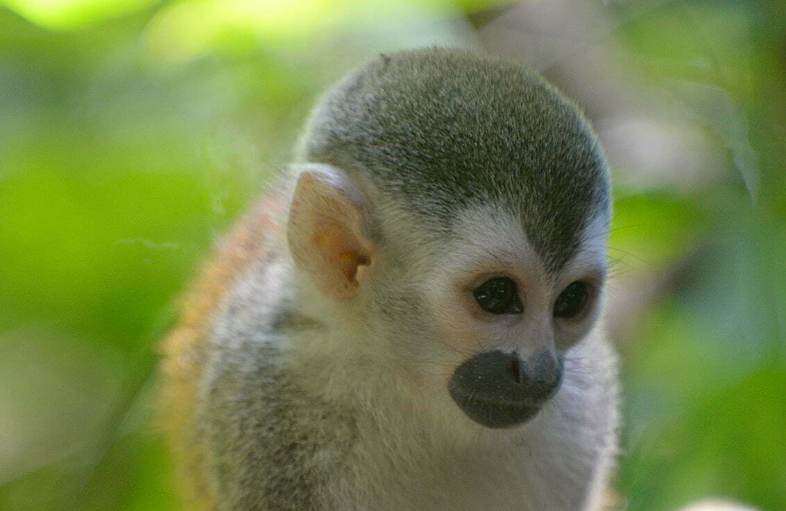 Endangered Animals of Central America 6