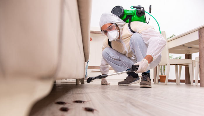 Pest Control Companies Near Me - How To Find Them 1