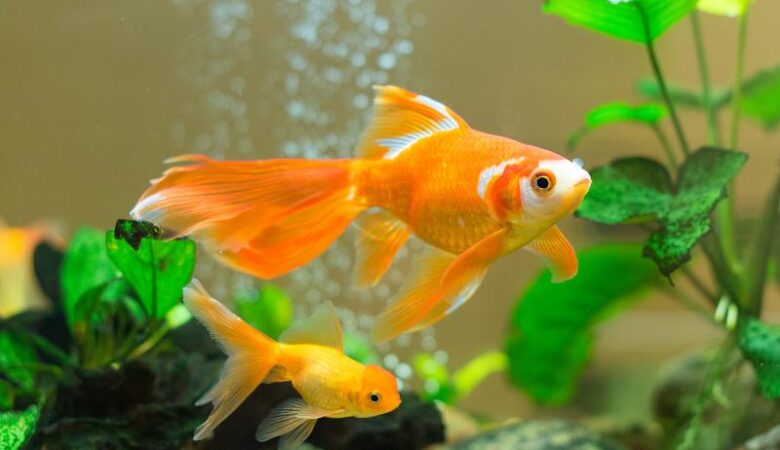 Tips to Keep a Healthy Aquarium Environment 10