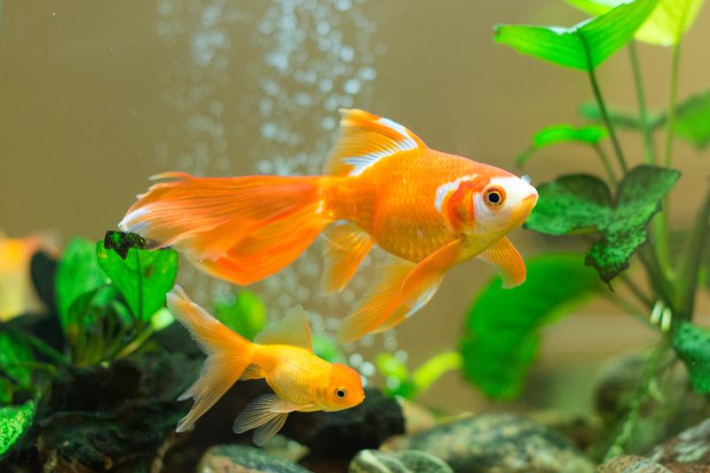 Tips to Keep a Healthy Aquarium Environment 1