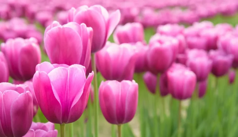 Why are Sympathy Flowers Important? 9