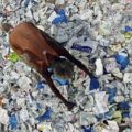 The Swamp of Government Waste 12