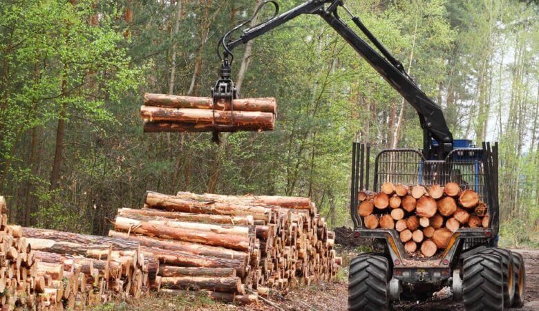 Liberia has sold quarter of its land to logging companies, says report 2